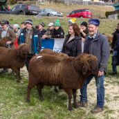 Schafausstellung Tiroler Bergschaf  (20)